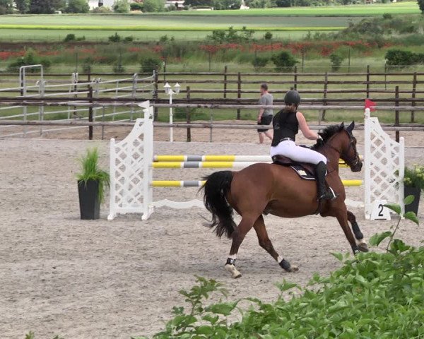 Reitturnier Worms-Pfeddersheim / Reitsportanlage Wittemer 2021
