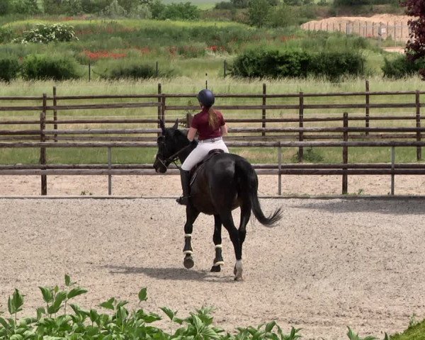 Reitturnier Worms-Pfeddersheim / Reitsportanlage Wittemer 2021