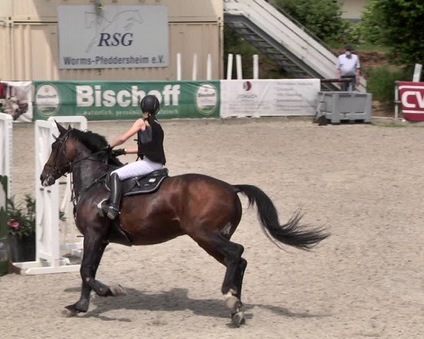 Reitturnier Worms-Pfeddersheim / Reitsportanlage Wittemer 2021