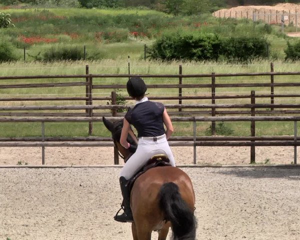 Reitturnier Worms-Pfeddersheim / Reitsportanlage Wittemer 2021