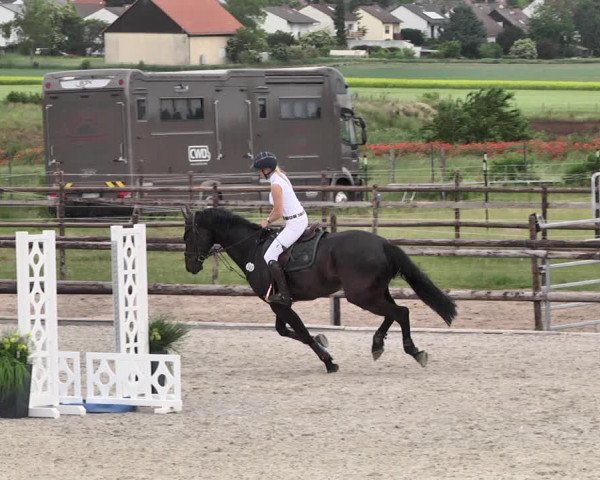 Reitturnier Worms-Pfeddersheim / Reitsportanlage Wittemer 2021