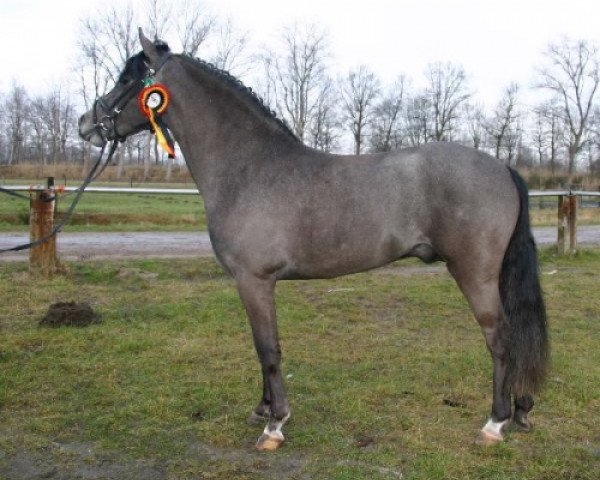 horse Novahoeve's Vodka (New Forest Pony, 2001, from Blackwell Bo Diddly) horse Novahoeve's Vodka (New Forest Pony, 2001, from Blackwell Bo Diddly)