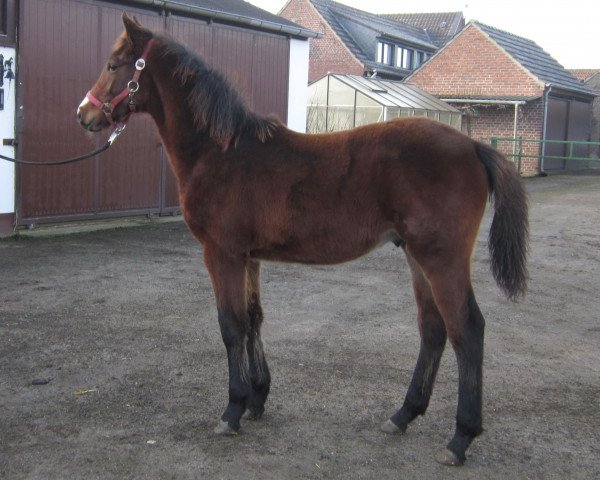 horse Ron (Rhinelander, 2014, from Royal Angel)