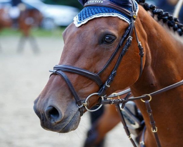 Zuchtstute Chiara 271 (Rheinländer, 2005, von Colander)