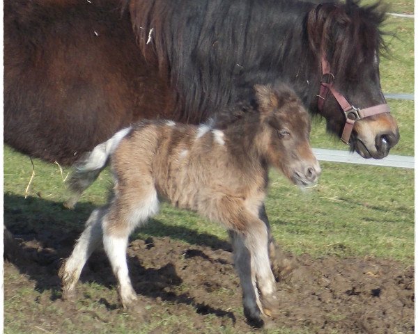 Pferd Zac vom Rindergraben (Shetland Pony, 2015, von Zero von Salza)
