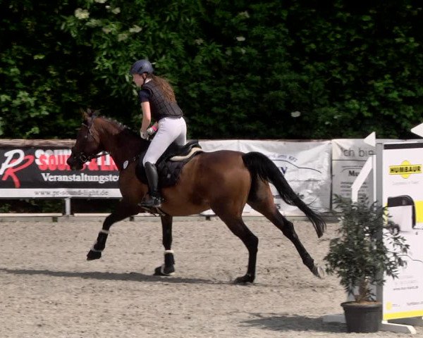 Reitturnier Worms-Pfeddersheim / Reitsportanlage Wittemer 2021