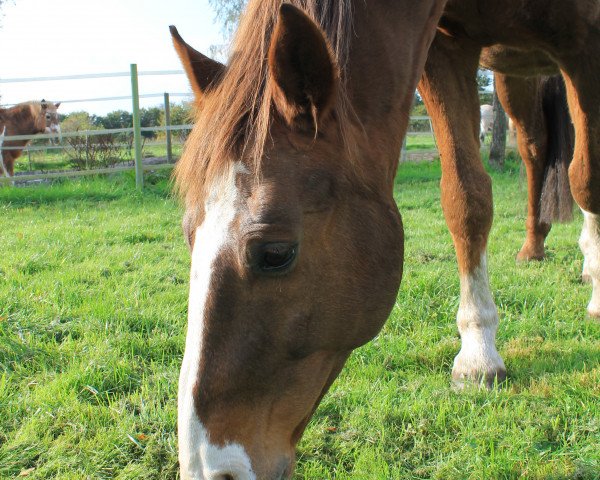 horse Rivanjo (Hanoverian, 2001, from Rotspon)