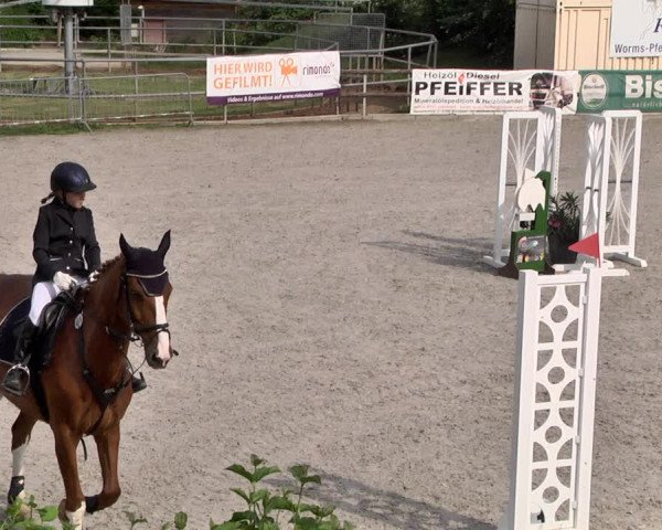 Reitturnier Worms-Pfeddersheim / Reitsportanlage Wittemer 2021