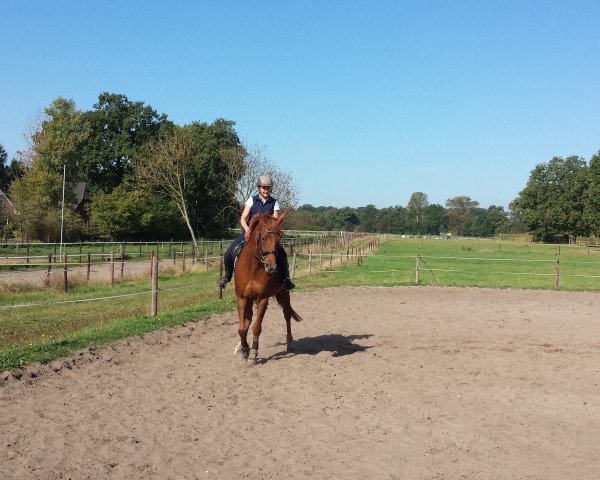 horse Djamal (Hanoverian, 2009, from Don Ricoss)