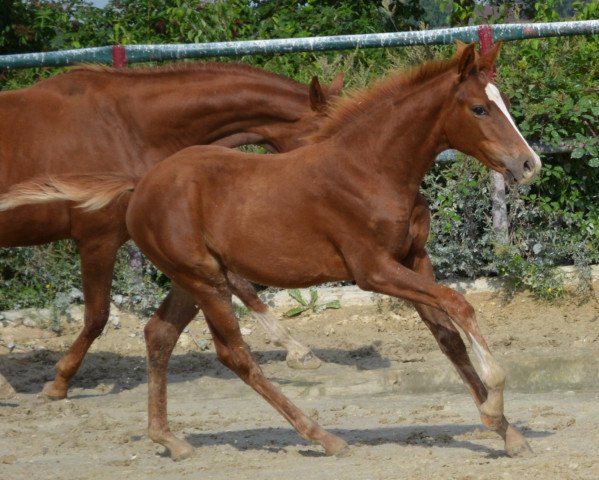 Zuchtstute First Choice (Westfale, 2013, von Fürst Grandios)