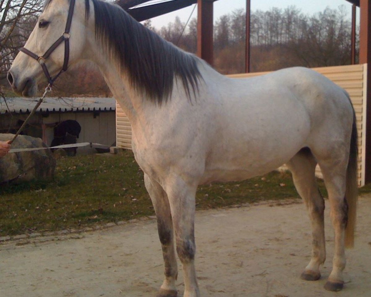 Pferd Lampion (Württemberger, 2002, von Latin Lover)