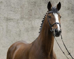 Deckhengst Turbud Quirinus (Belgisches Warmblut, 1993, von Pavarotti van de Helle)