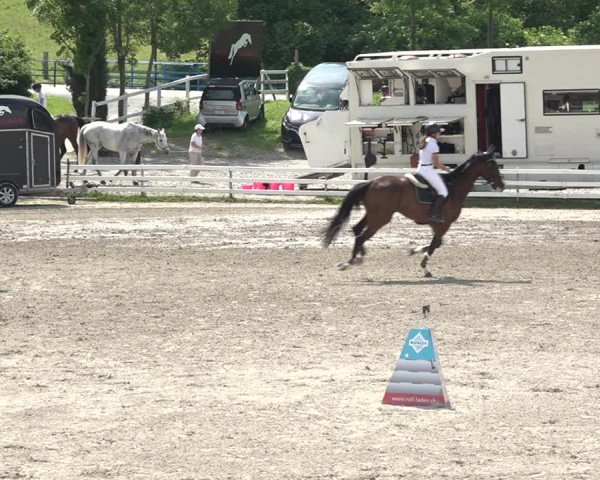 Reitturnier Aesch bei Neftenbach 2021