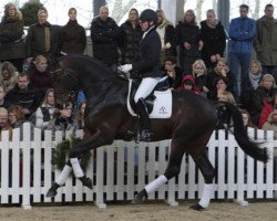 jumper Deno (KWPN (Royal Dutch Sporthorse), 2008, from Zizi Top)