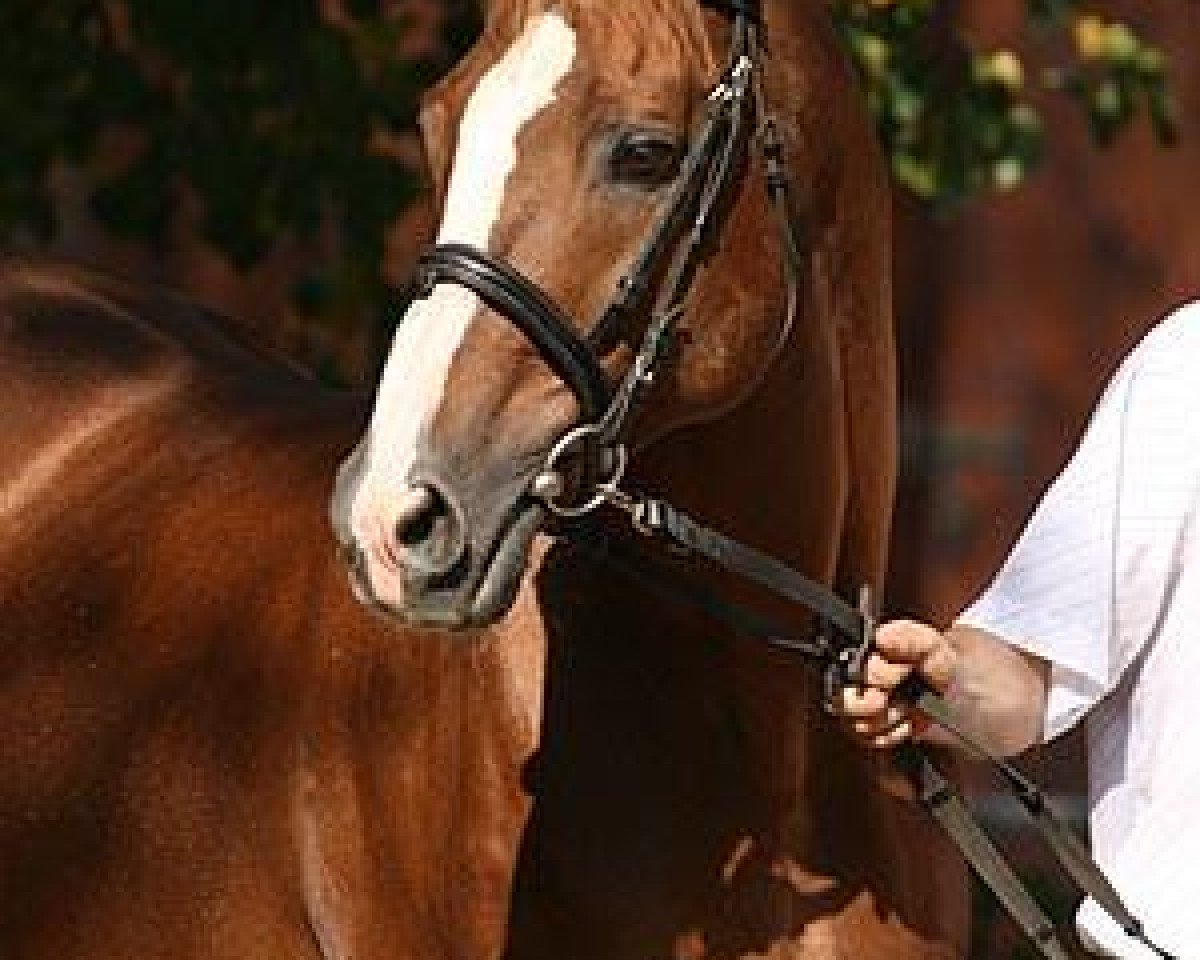 stallion Chef Supreme xx (Thoroughbred, 1989, from Chief's Crown xx)