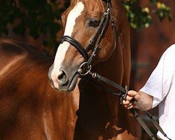 stallion Chef Supreme xx (Thoroughbred, 1989, from Chief's Crown xx)
