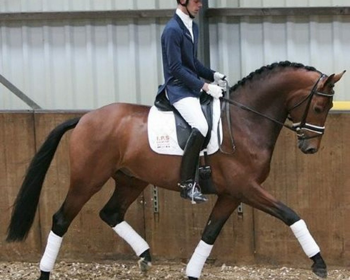stallion Zizi Top (KWPN (Royal Dutch Sporthorse), 2004, from Glock´s Tango)