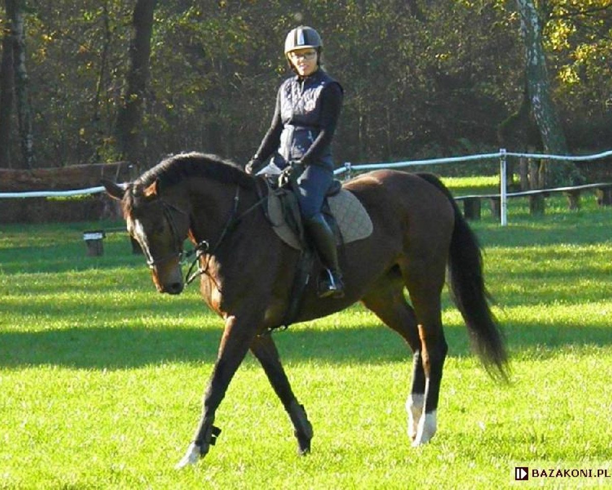broodmare In Shalla (Polish Warmblood, 2006, from Chef Supreme xx)