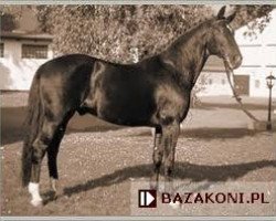 Deckhengst Dido (Edles Warmblut, 1979, von Direx 3257)
