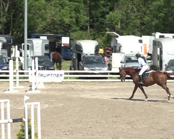 Reitturnier Aesch bei Neftenbach 2021
