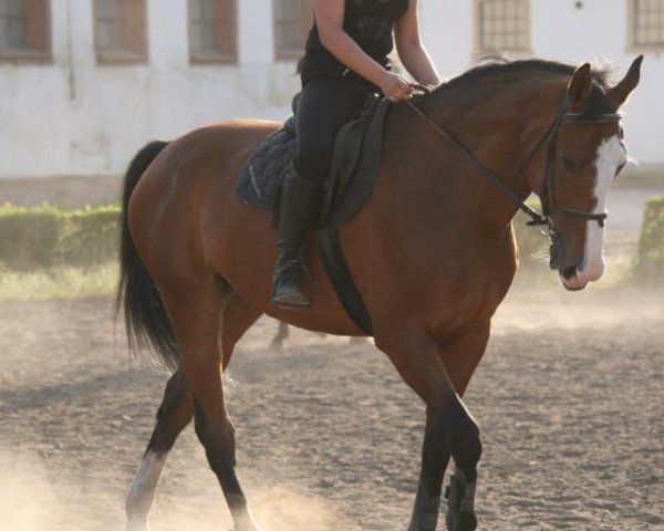 Kůň Raca II (Polský ušlechtilý polokrevník, 2008, od Clear to Jump) - Marta Pabiszak and Raca; June 2014