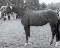 Zuchtstute Chanel (Deutsches Reitpony, 1984, von Croupier)