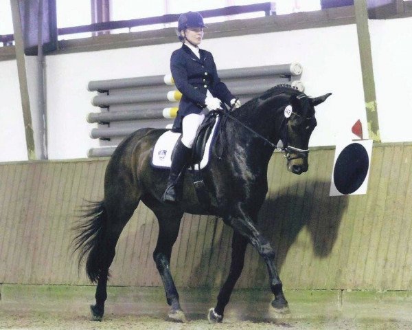 broodmare Jazz Jolie (Westphalian, 2007, from Jazz Rubin)
