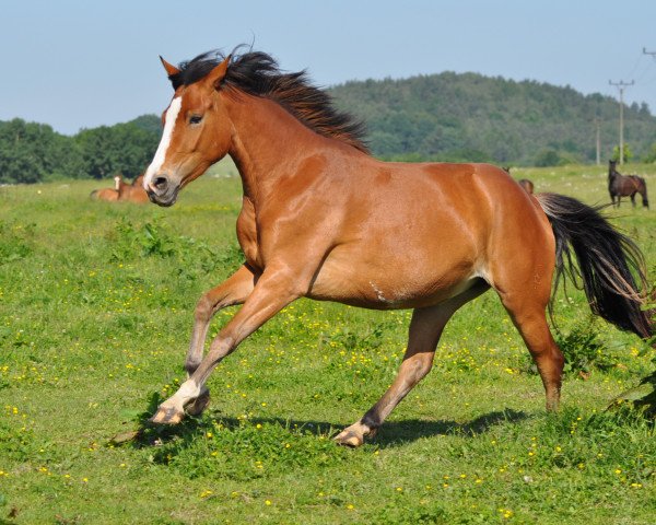 horse Noor Bakhtiari (Czech Warmblood, 2011, from Casino Royale K WE)
