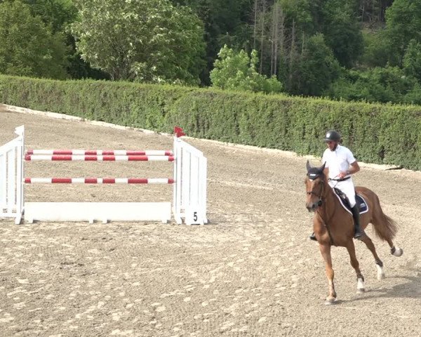 Reitturnier Aesch bei Neftenbach 2021