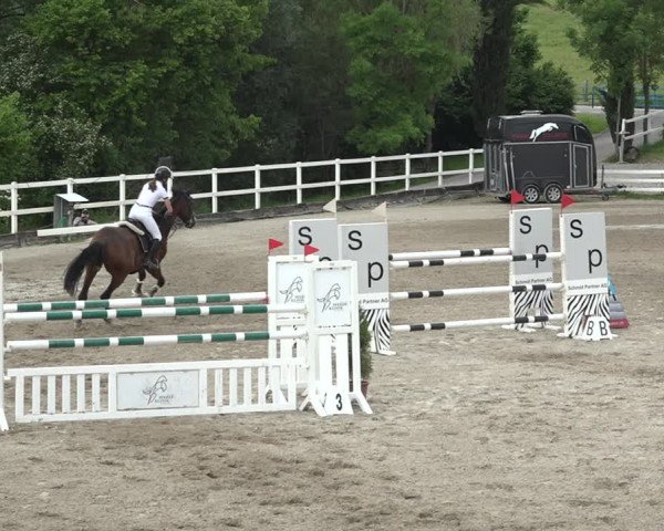 Reitturnier Aesch bei Neftenbach 2021