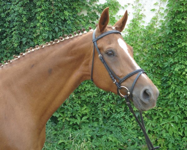 broodmare Donau (Brandenburg, 1999, from Donjour)