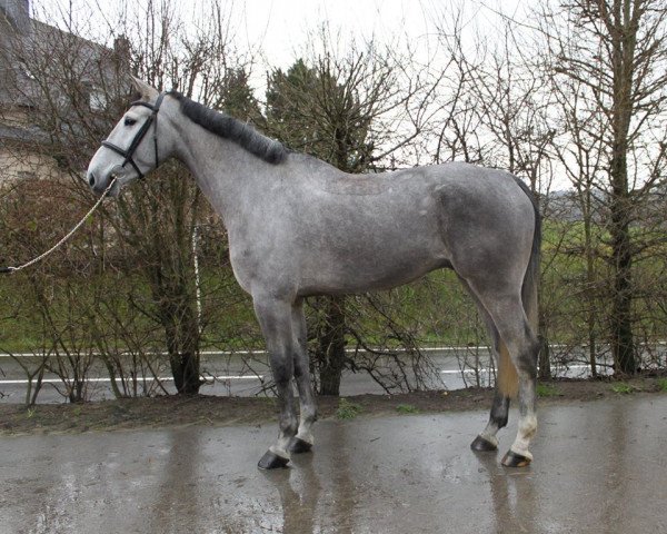 jumper Jerico 7 (Belgian Warmblood, 2009, from Cicero Z van Paemel)