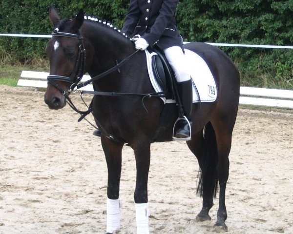 Dressurpferd Nova 52 (Deutsches Reitpony, 2003, von Nagano)