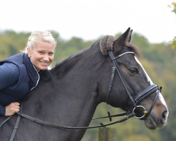 dressage horse Calcarsell (Holsteiner, 2002, from Capone II)