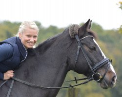 dressage horse Calcarsell (Holsteiner, 2002, from Capone II)