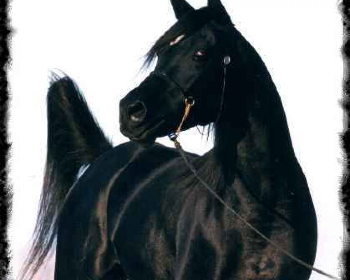 stallion Shahin Ibn Naskhi ox (Arabian purebred, 1995, from Naskhi ox)