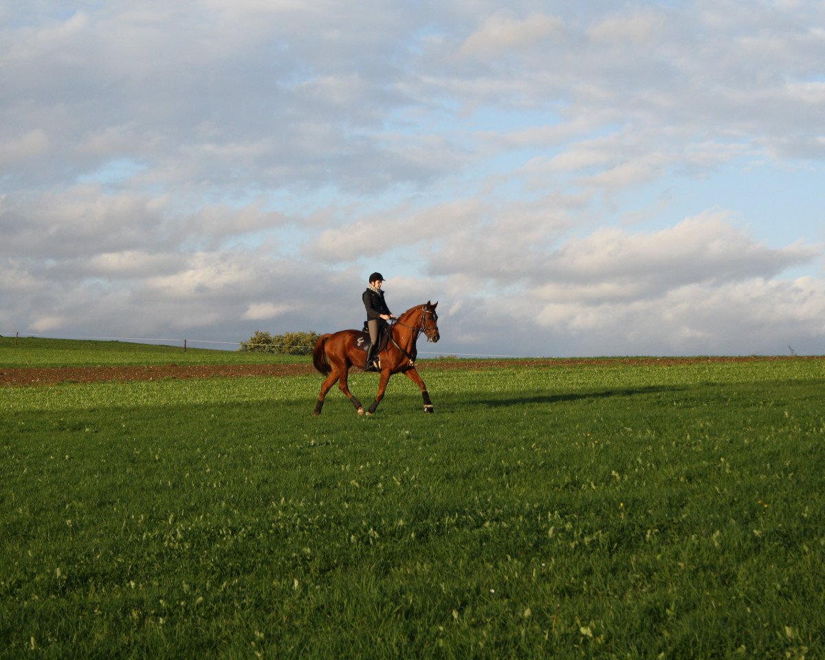 Dressurpferd Figaro van Parit (Belgisches Warmblut, 2005, von Wandor van de Mispelaere D'10)