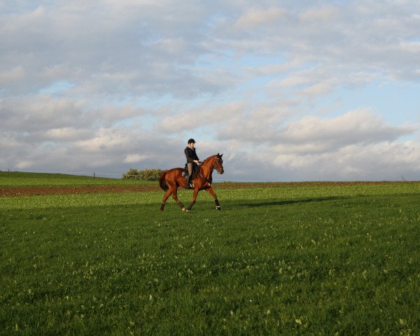 Dressurpferd Figaro van Parit (Belgisches Warmblut, 2005, von Wandor van de Mispelaere D'10)
