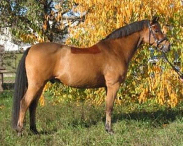 dressage horse Barnet R (German Riding Pony, 1995, from Brillant)