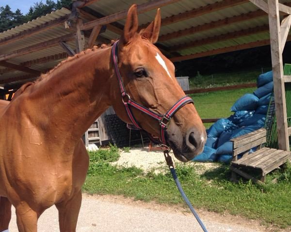 broodmare Escarda (Bavarian, 2002, from Ringo Starr)