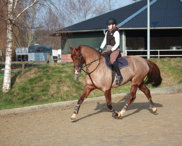 Pferd Florence (Hannoveraner, 2007, von For Edition)