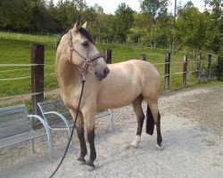 Koń ujeżdżeniowy Golduna (Niemiecki Kuc Wierzchowy, 2003, od FS Pearcy Pearson)