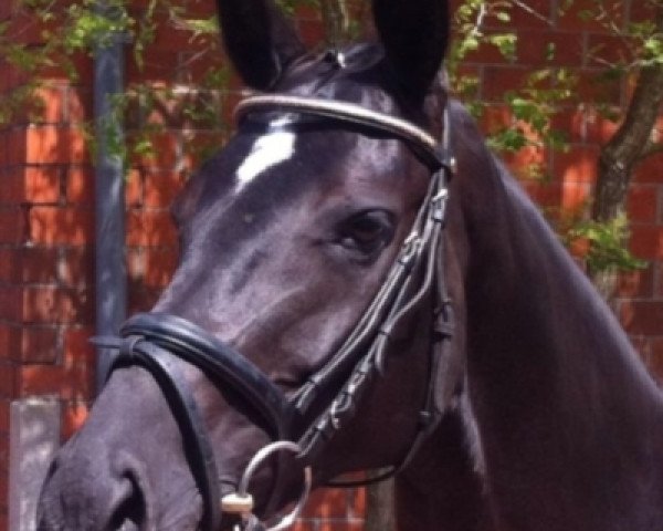 broodmare Donna Carina 7 (Hanoverian, 2007, from Dancier)
