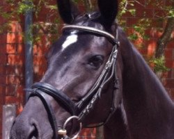 broodmare Donna Carina 7 (Hanoverian, 2007, from Dancier)