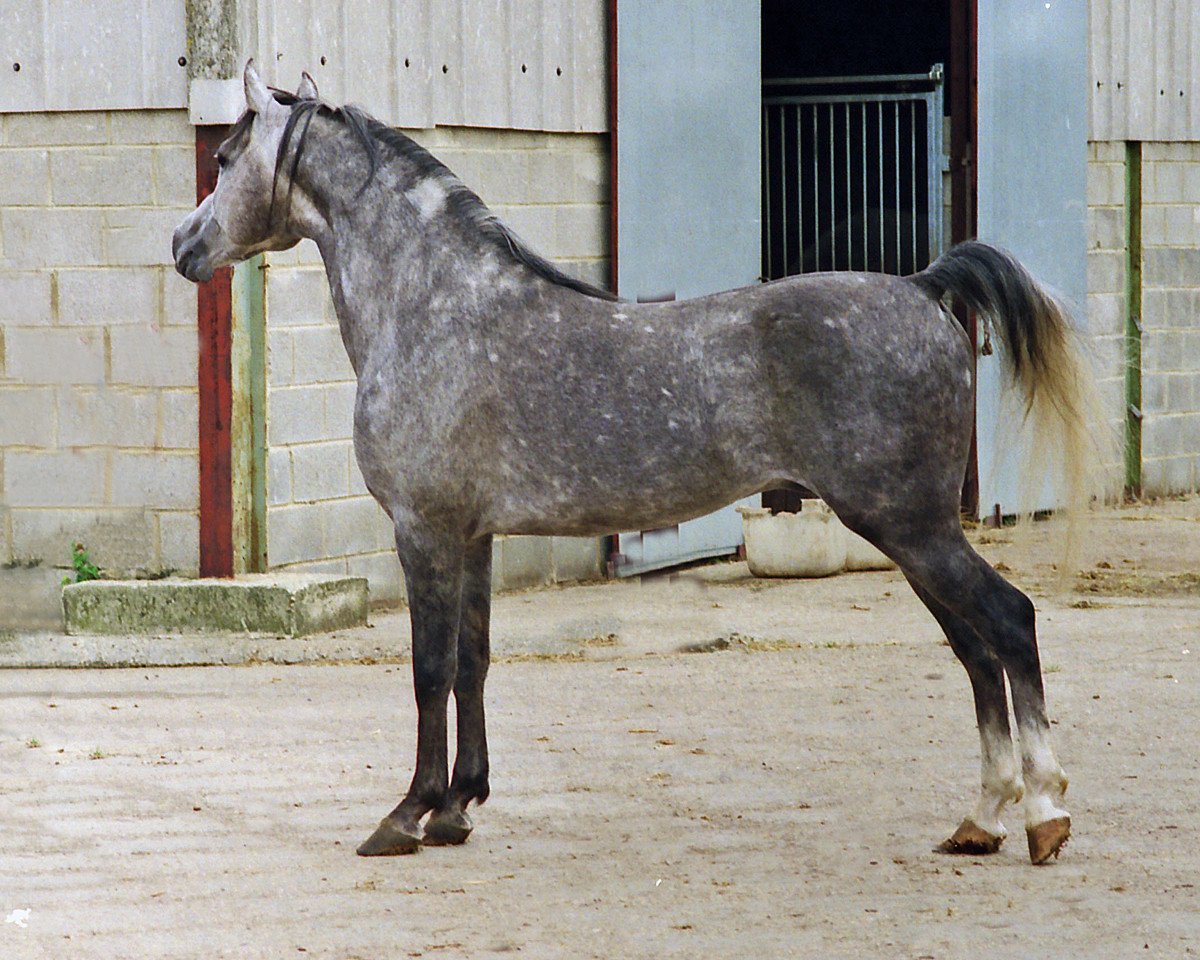 stallion Cala d'Or ox (Arabian purebred, 1981, from Garbo ox)