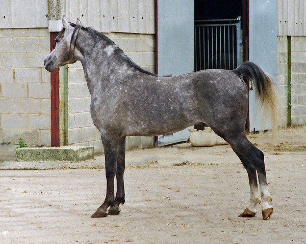 stallion Cala d'Or ox (Arabian purebred, 1981, from Garbo ox)