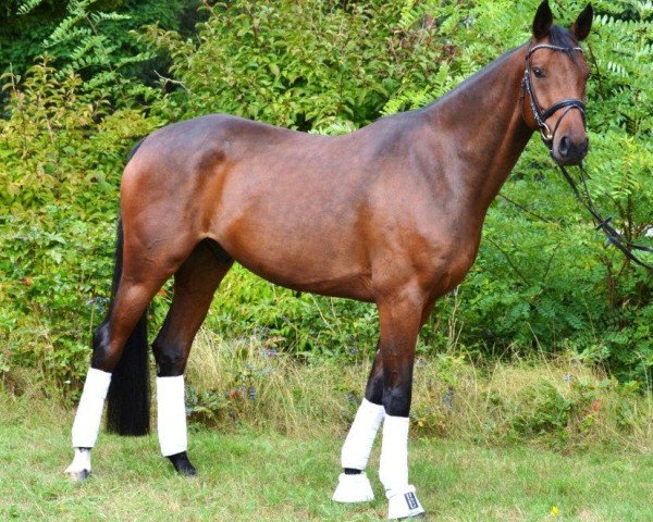 jumper Fauxpas 5 (Hanoverian, 2008, from Fidertanz)