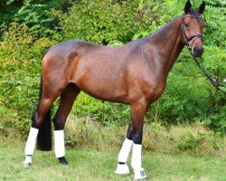 jumper Fauxpas 5 (Hanoverian, 2008, from Fidertanz)
