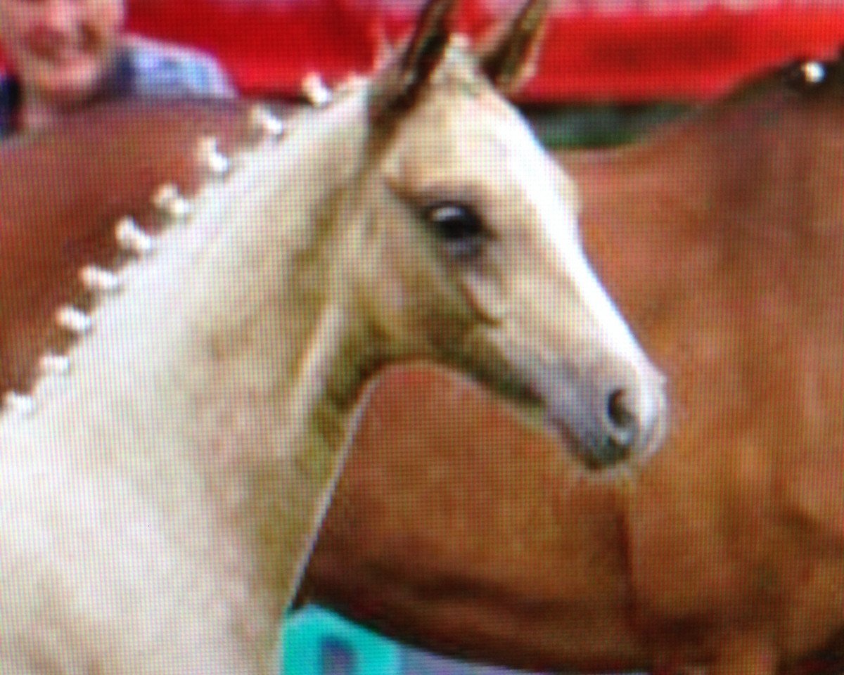 broodmare Goldpuppe 7 (German Riding Pony, 2014, from Golden Challenge)