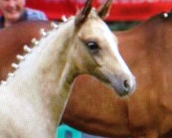 broodmare Goldpuppe 7 (German Riding Pony, 2014, from Golden Challenge)